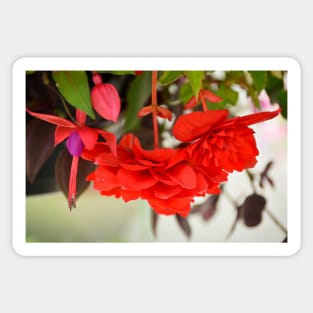 Begonias and Fuschia Sticker